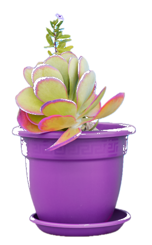 Potted succulent